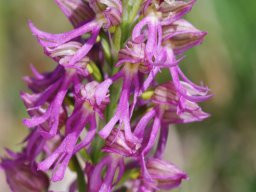 Orchis_anthropophora_x_O._italica_route_de_Sta_Maria_di_Pulsano